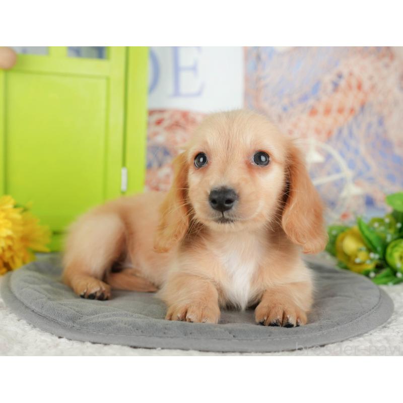 販売中の千葉県のミニチュアダックスフンド(ロングヘアード)-429007の11枚目