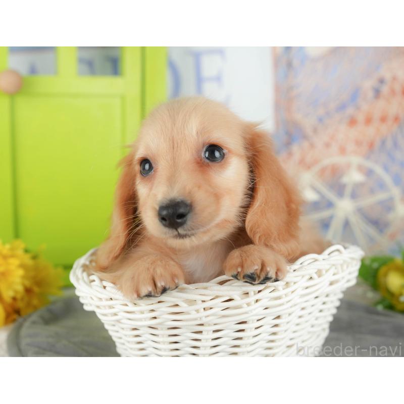 販売中の千葉県のミニチュアダックスフンド(ロングヘアード)-429007の10枚目