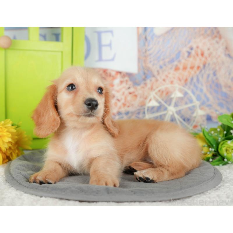 販売中の千葉県のミニチュアダックスフンド(ロングヘアード)-429007の8枚目