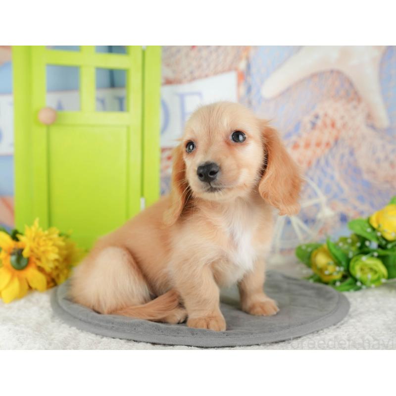 販売中の千葉県のミニチュアダックスフンド(ロングヘアード)-429007の7枚目