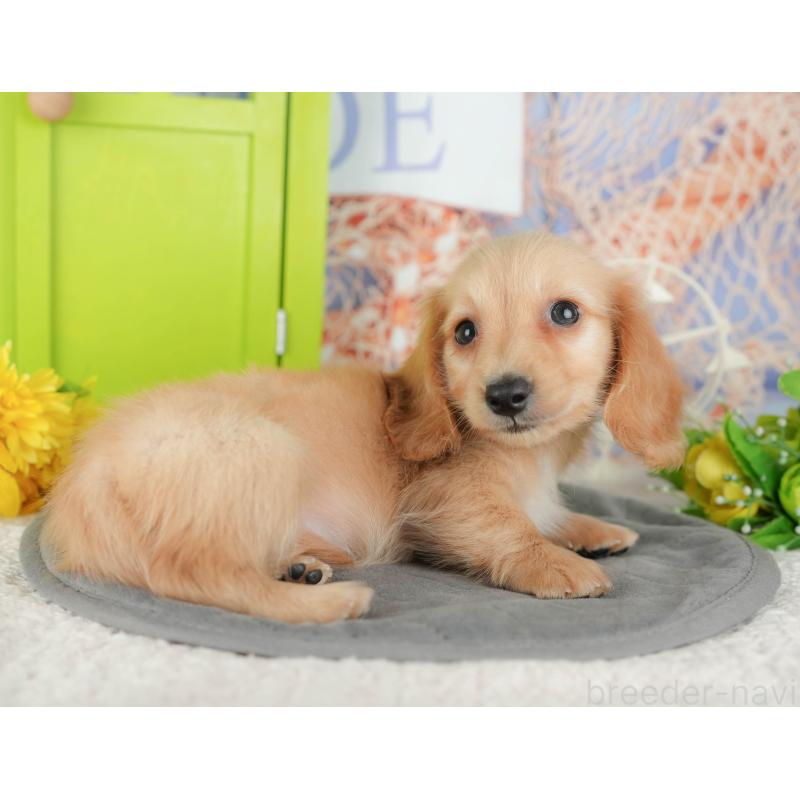 販売中の千葉県のミニチュアダックスフンド(ロングヘアード)-429007の6枚目