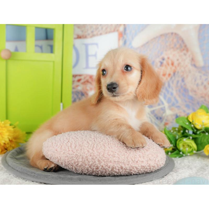 販売中の千葉県のミニチュアダックスフンド(ロングヘアード)-429007の5枚目