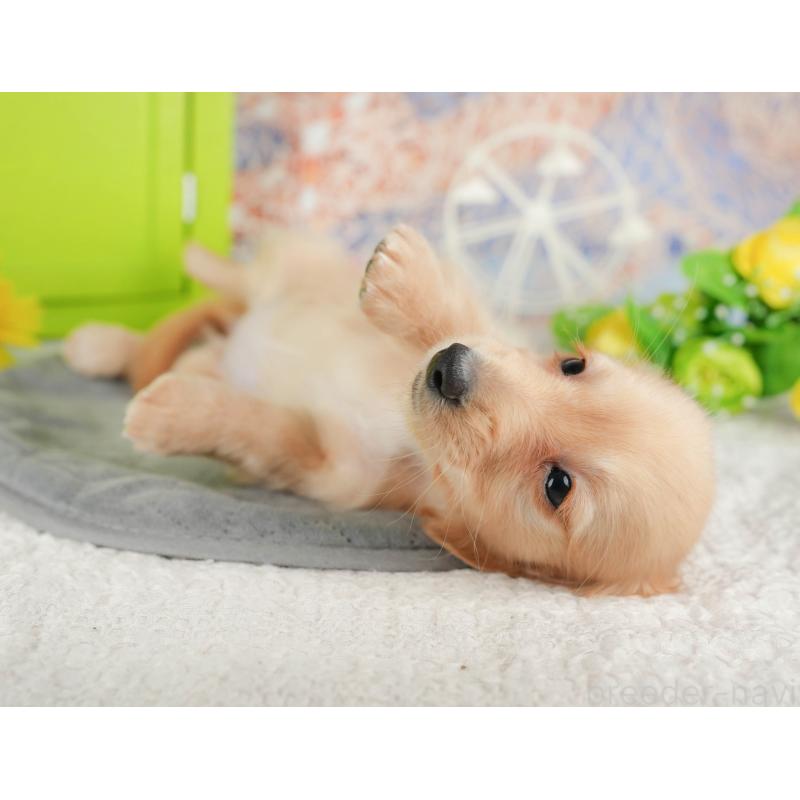 販売中の千葉県のミニチュアダックスフンド(ロングヘアード)-429007の4枚目