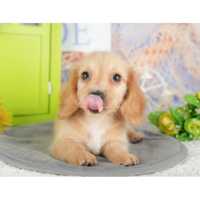 販売中の千葉県のミニチュアダックスフンド(ロングヘアード)-429007の3枚目