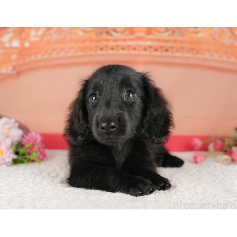 販売中ののミニチュアダックスフンド(ロングヘアード)-429006