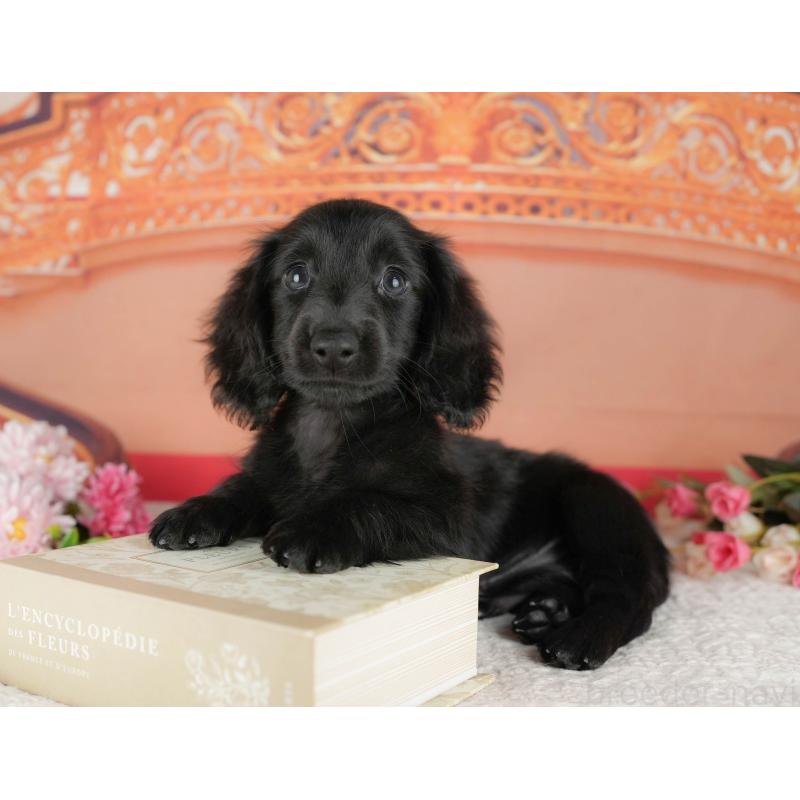 販売中の千葉県のミニチュアダックスフンド(ロングヘアード)-429006の10枚目