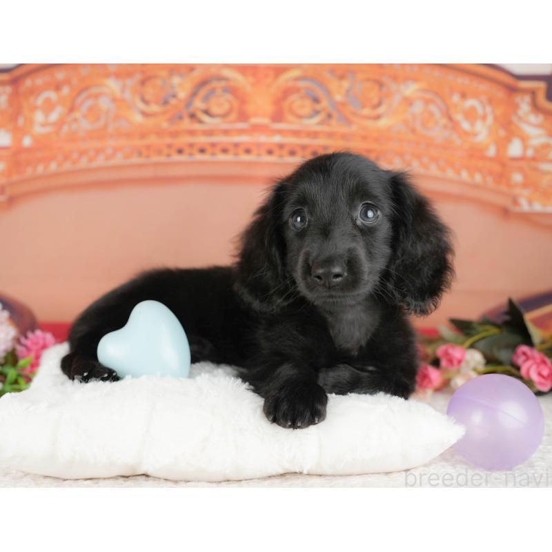 販売中の千葉県のミニチュアダックスフンド(ロングヘアード)-429006の9枚目