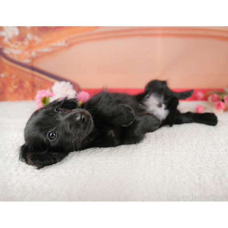 販売中の千葉県のミニチュアダックスフンド(ロングヘアード)-429006の8枚目