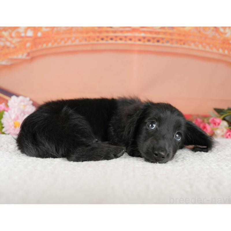 販売中の千葉県のミニチュアダックスフンド(ロングヘアード)-429006の7枚目