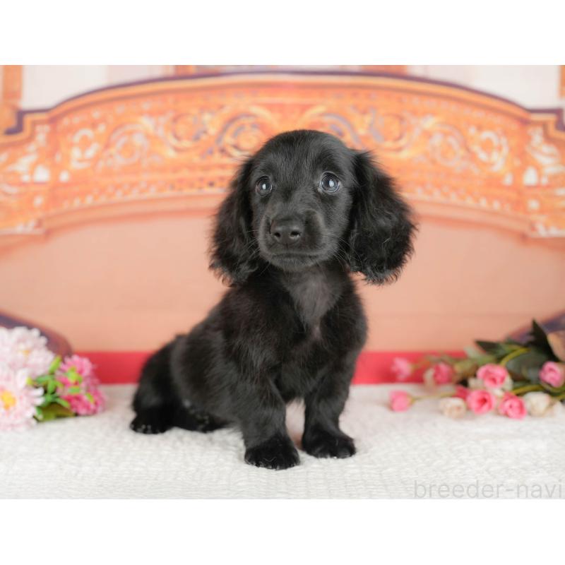 販売中の千葉県のミニチュアダックスフンド(ロングヘアード)-429006の6枚目