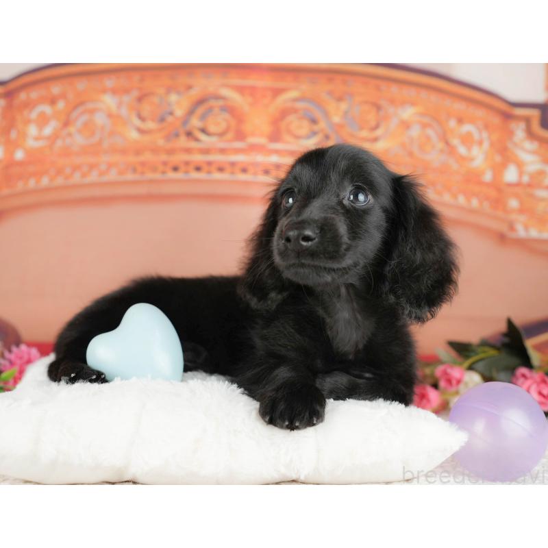 販売中の千葉県のミニチュアダックスフンド(ロングヘアード)-429006の5枚目