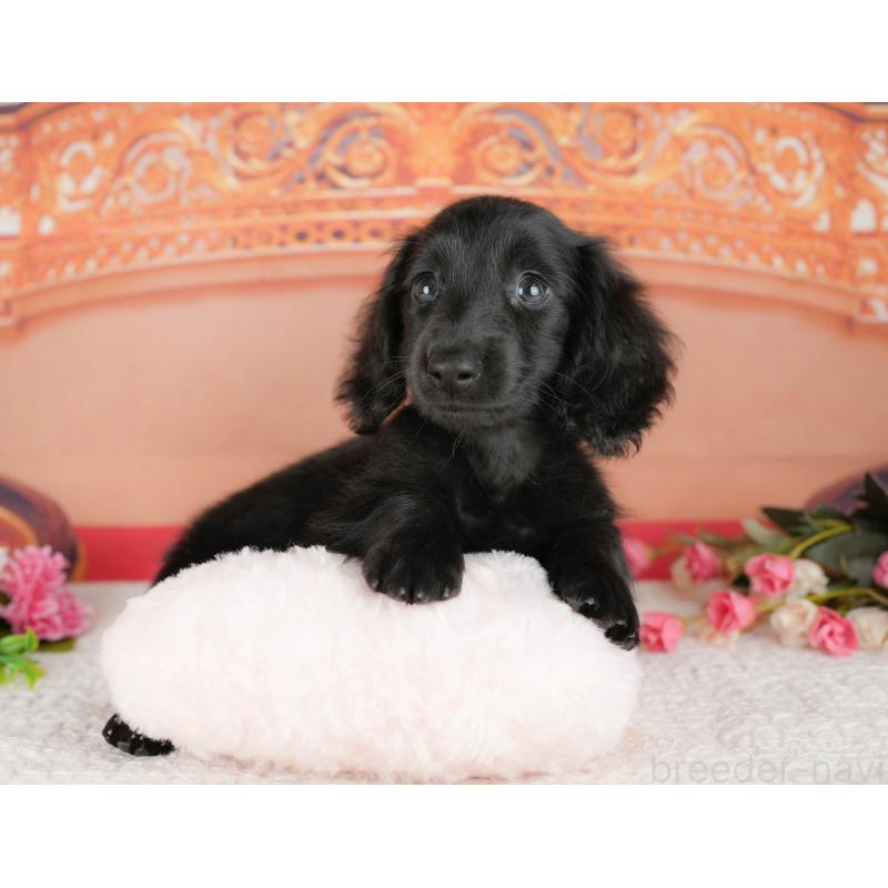 販売中の千葉県のミニチュアダックスフンド(ロングヘアード)-429006の4枚目