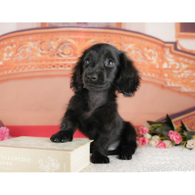 販売中の千葉県のミニチュアダックスフンド(ロングヘアード)-429006の2枚目