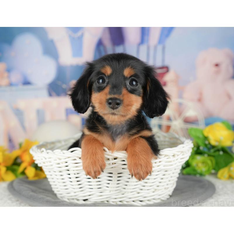 販売中の千葉県のミニチュアダックスフンド(ロングヘアード)-429005の1枚目