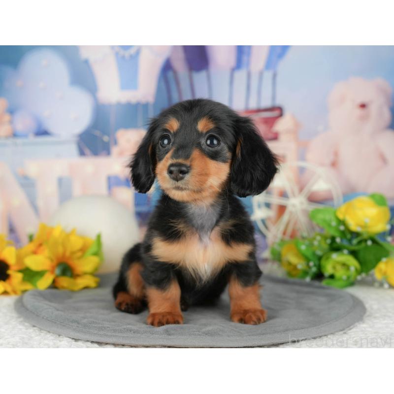 販売中の千葉県のミニチュアダックスフンド(ロングヘアード)-429005の10枚目