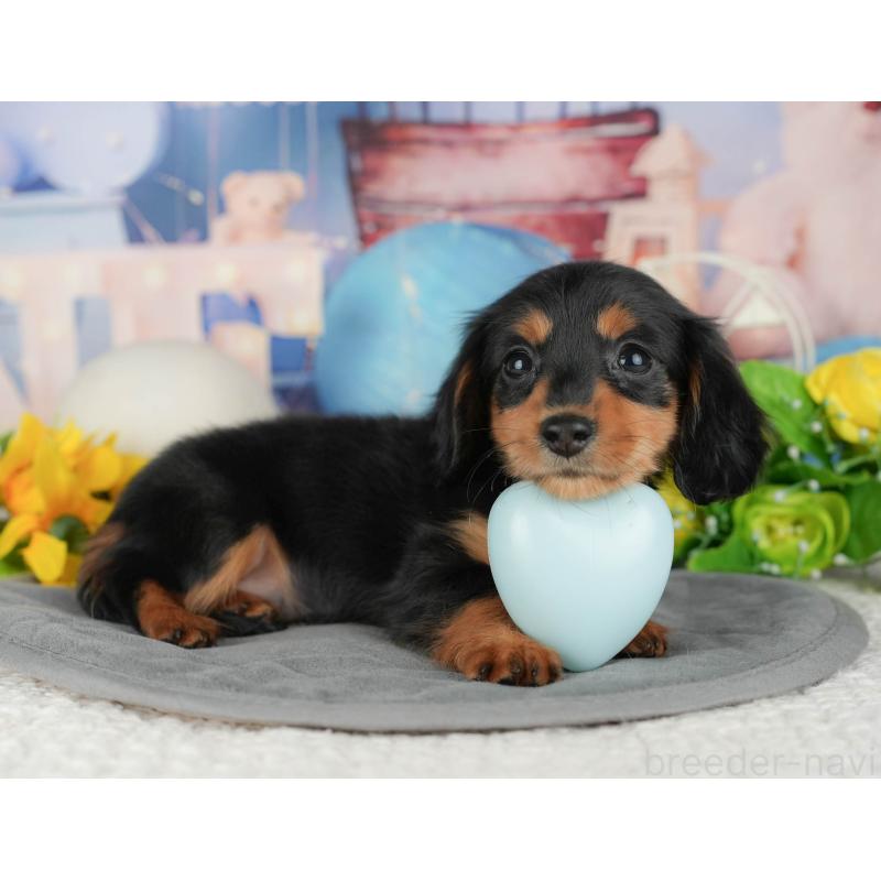 販売中の千葉県のミニチュアダックスフンド(ロングヘアード)-429005の8枚目