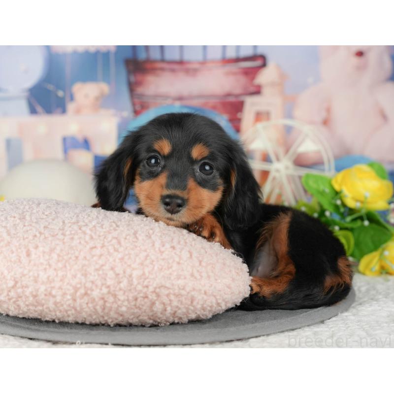 販売中の千葉県のミニチュアダックスフンド(ロングヘアード)-429005の6枚目