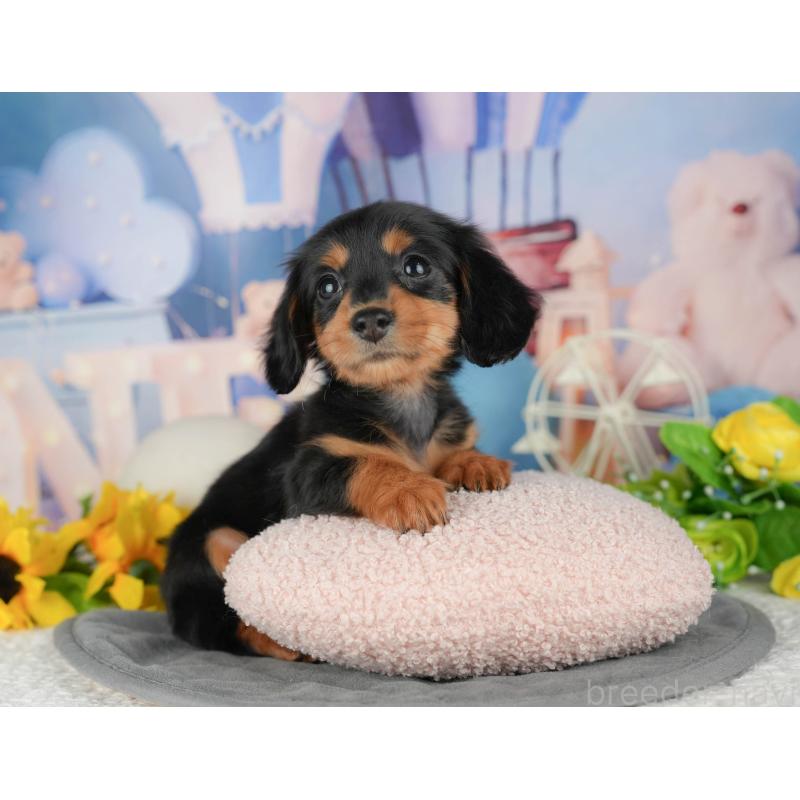 販売中の千葉県のミニチュアダックスフンド(ロングヘアード)-429005の5枚目