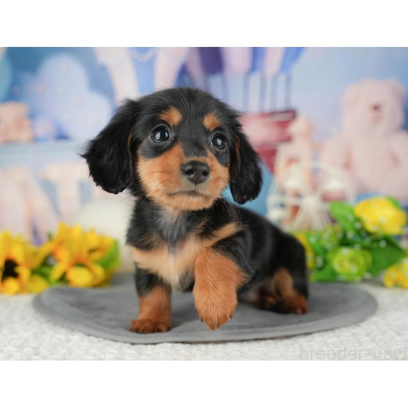 販売中の千葉県のミニチュアダックスフンド(ロングヘアード)-429005の4枚目