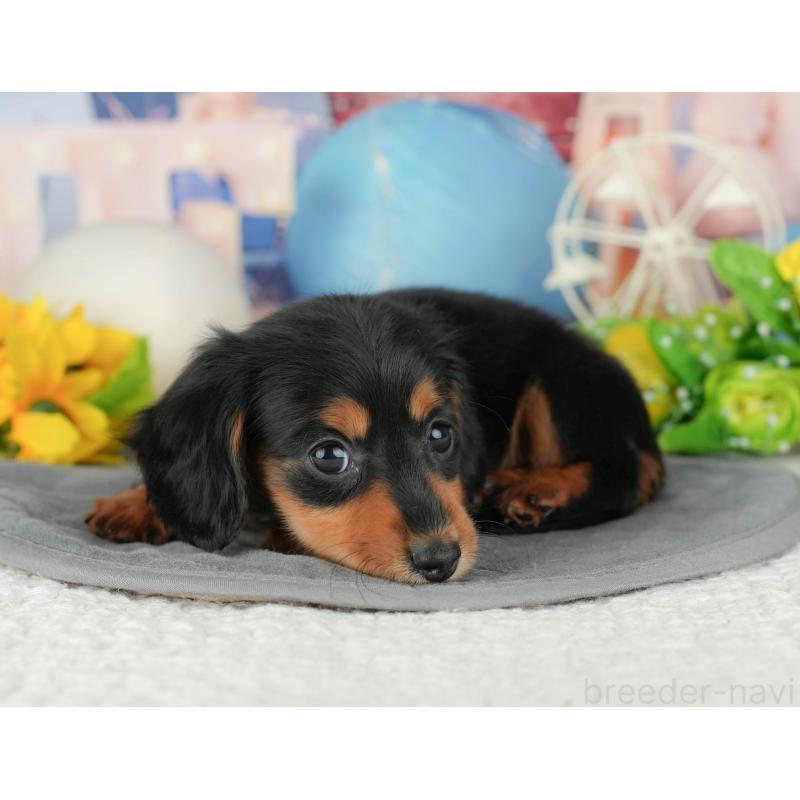 販売中の千葉県のミニチュアダックスフンド(ロングヘアード)-429005の3枚目