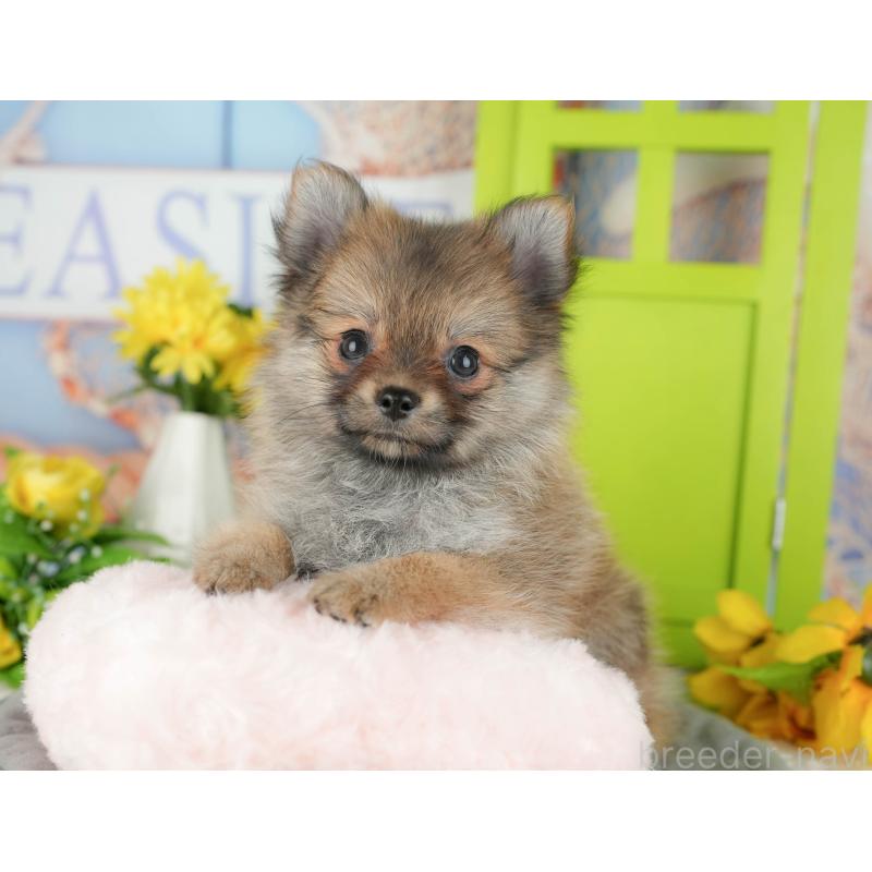 販売中の千葉県のポメチワ:ポメラニアン×チワワ-428995