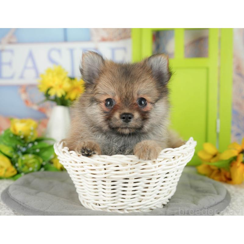 販売中の千葉県のポメチワ:ポメラニアン×チワワ-428995の7枚目