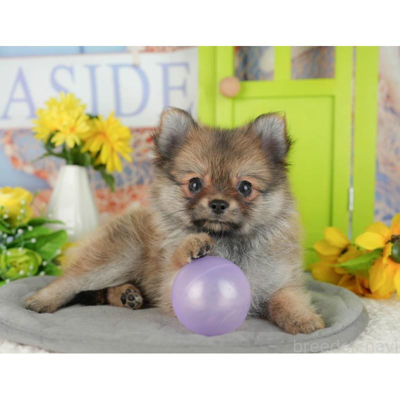 販売中の千葉県のポメチワ:ポメラニアン×チワワ-428995の6枚目