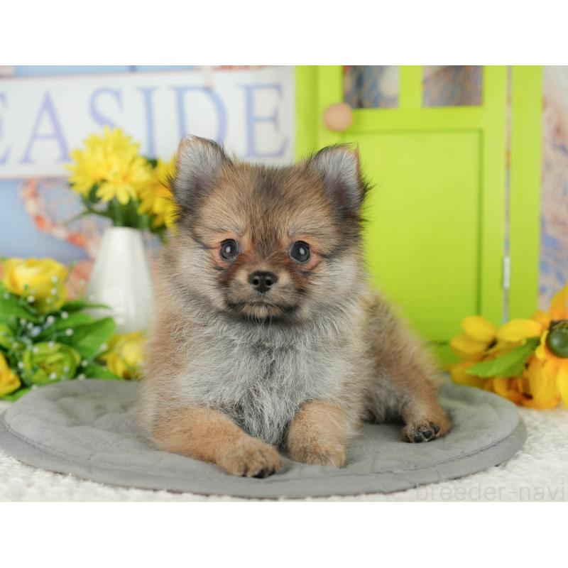 販売中の千葉県のポメチワ:ポメラニアン×チワワ-428995の5枚目