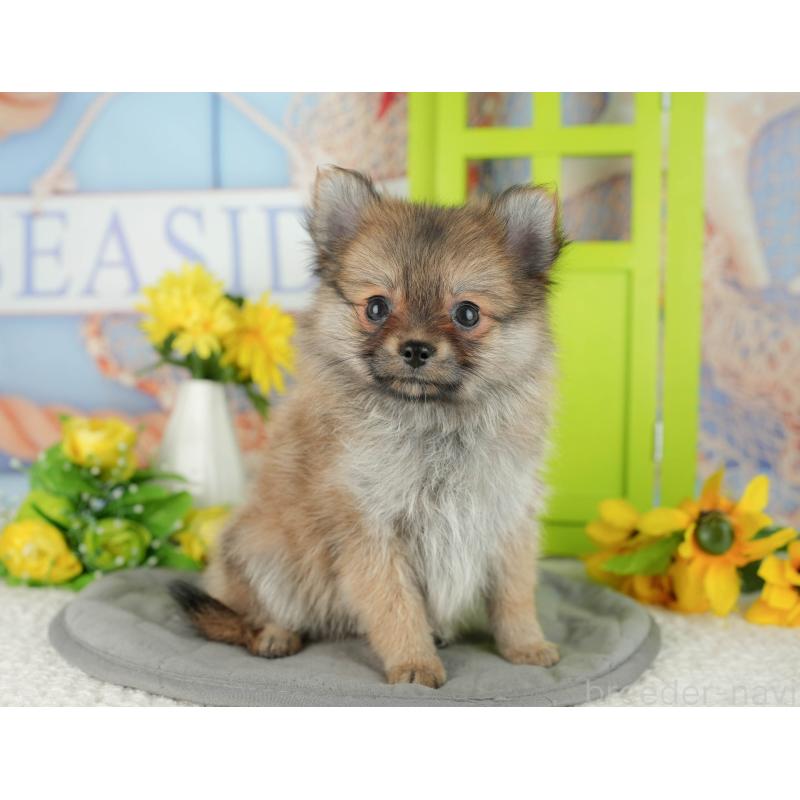 販売中の千葉県のポメチワ:ポメラニアン×チワワ-428995の4枚目