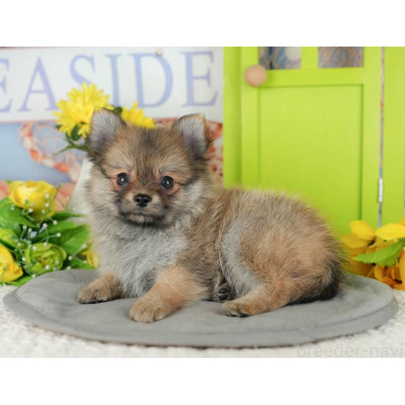 販売中の千葉県のポメチワ:ポメラニアン×チワワ-428995の3枚目