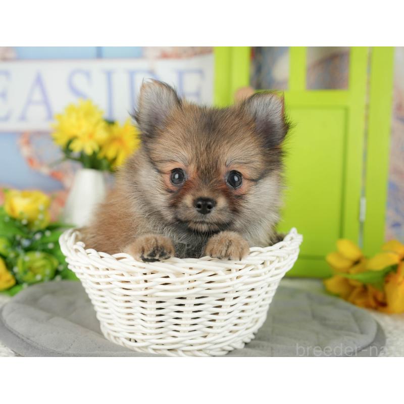 販売中の千葉県のポメチワ:ポメラニアン×チワワ-428995の2枚目