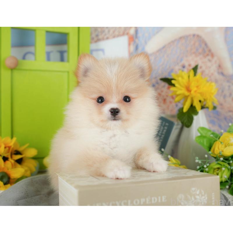 販売中の千葉県のポメチワ:ポメラニアン×チワワ-428979