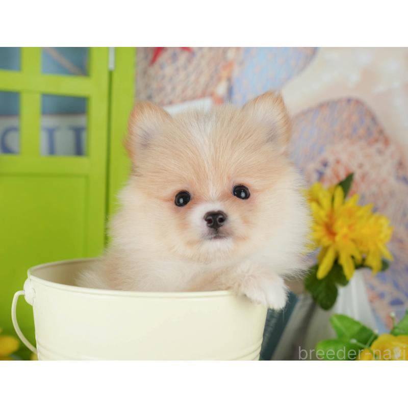 販売中の千葉県のポメチワ:ポメラニアン×チワワ-428979の7枚目