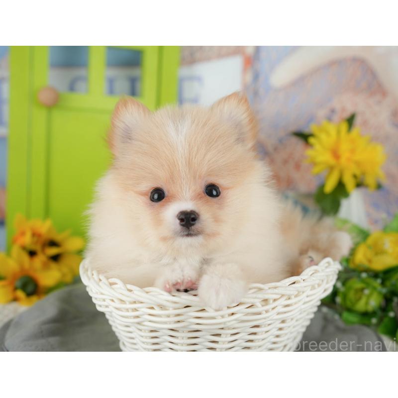 販売中の千葉県のポメチワ:ポメラニアン×チワワ-428979の6枚目