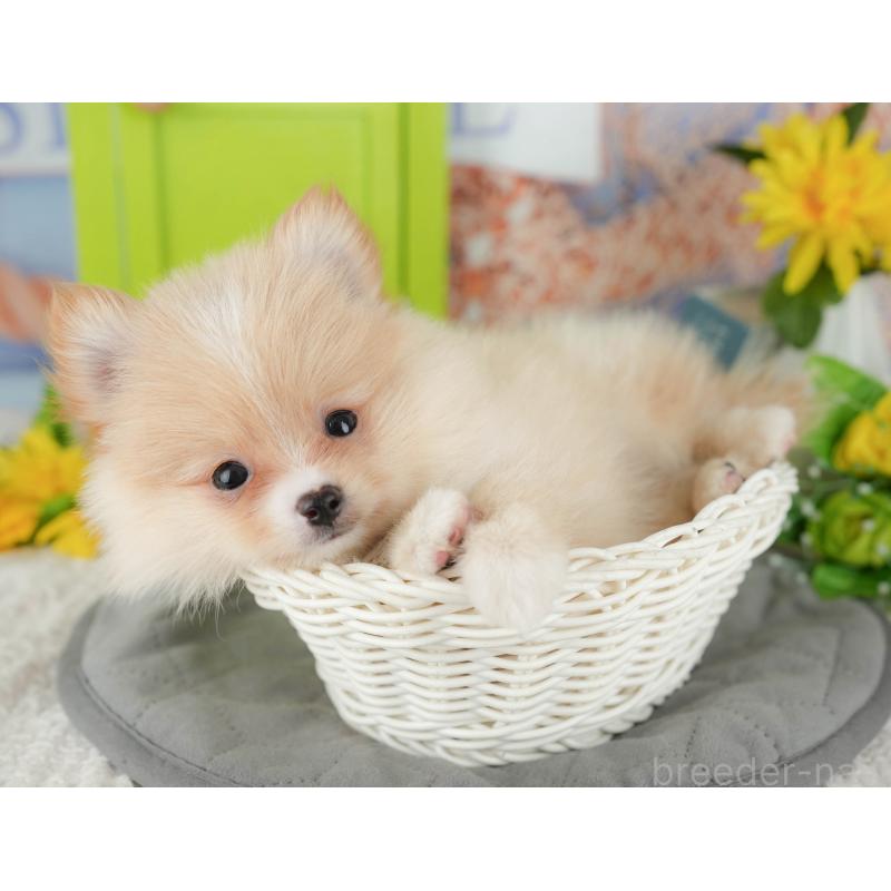 販売中の千葉県のポメチワ:ポメラニアン×チワワ-428979の5枚目