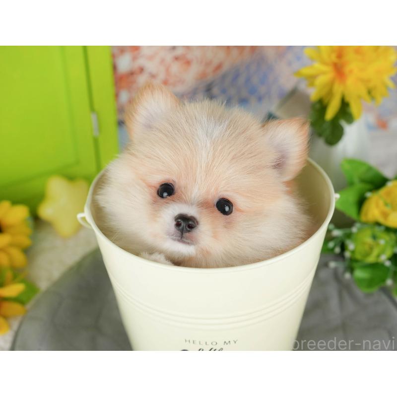 販売中の千葉県のポメチワ:ポメラニアン×チワワ-428979の4枚目