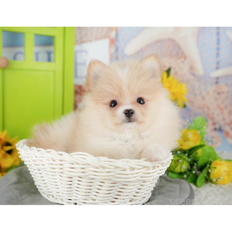 販売中の千葉県のポメチワ:ポメラニアン×チワワ-428979の3枚目