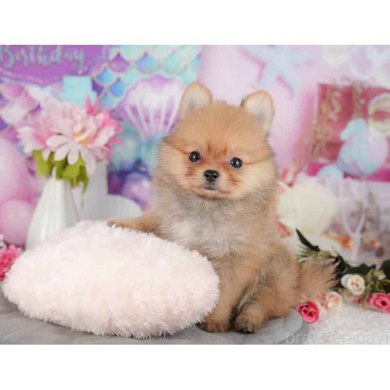 販売中の千葉県のポメチワ:ポメラニアン×チワワ-428978の6枚目