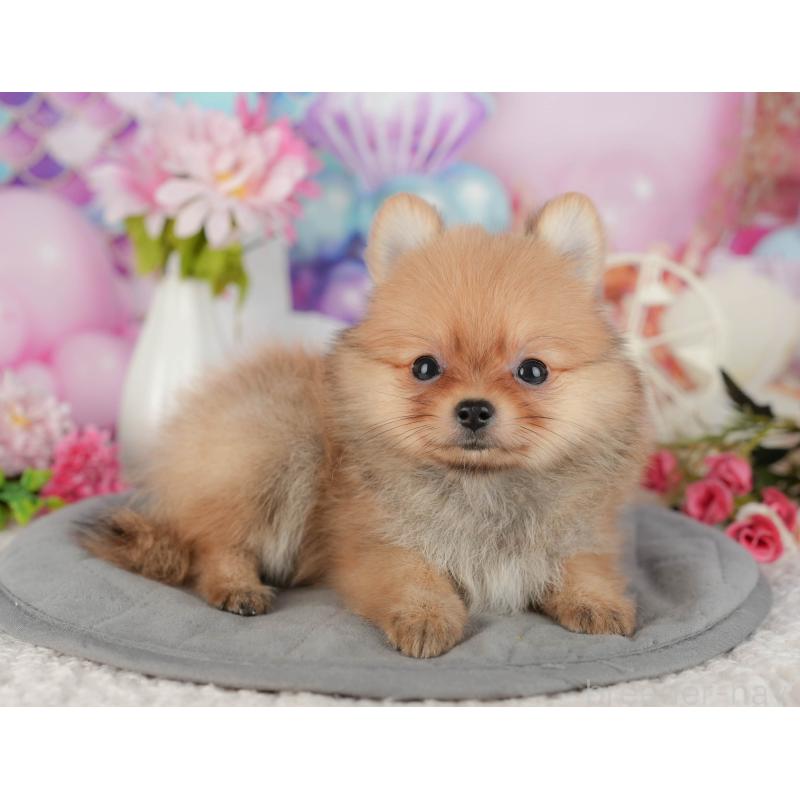 販売中の千葉県のポメチワ:ポメラニアン×チワワ-428978の4枚目