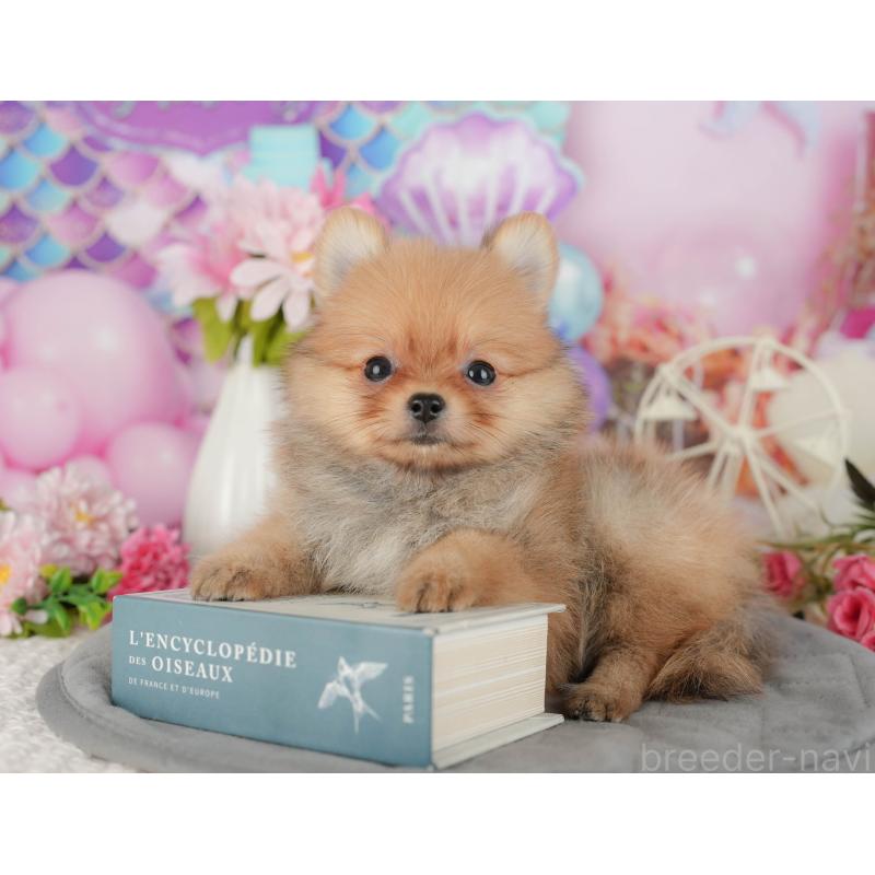 販売中の千葉県のポメチワ:ポメラニアン×チワワ-428978の3枚目