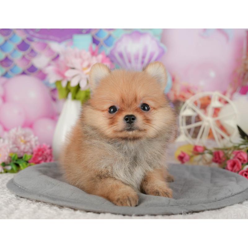 販売中の千葉県のポメチワ:ポメラニアン×チワワ-428978の2枚目