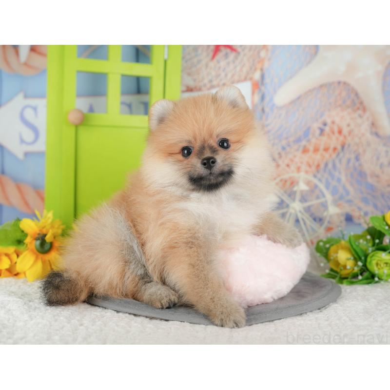 販売中の千葉県のポメラニアン-428977の1枚目