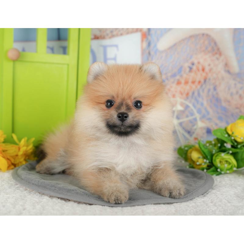 販売中の千葉県のポメラニアン-428977の5枚目