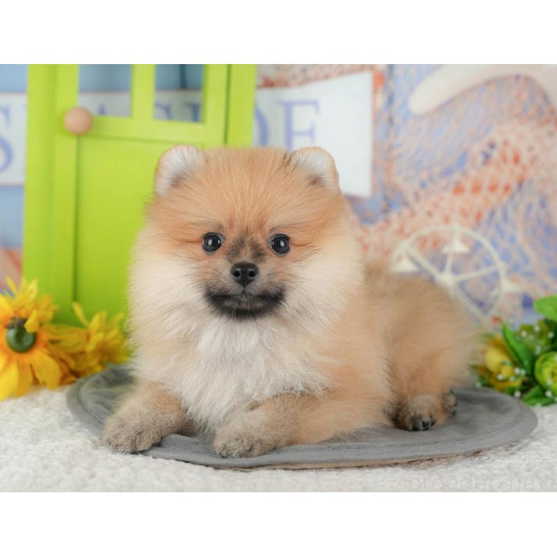 販売中の千葉県のポメラニアン-428977の4枚目