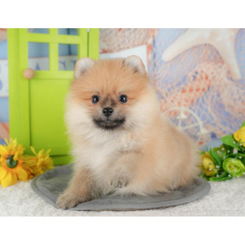 販売中の千葉県のポメラニアン-428977の3枚目