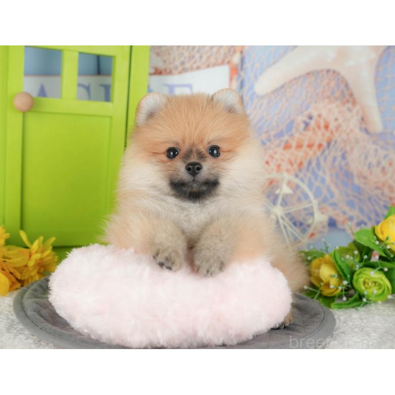 販売中の千葉県のポメラニアン-428977の2枚目