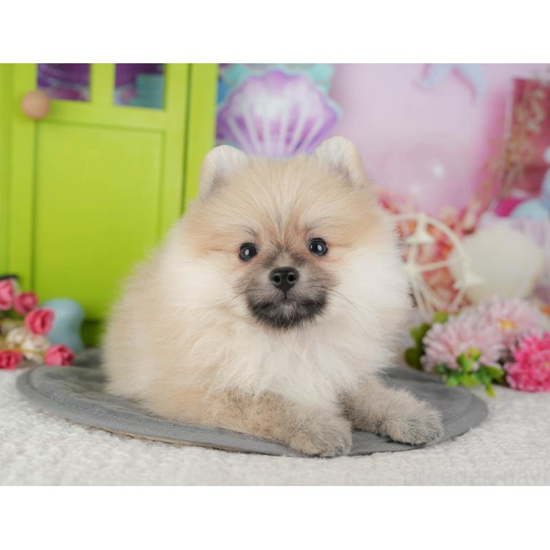 販売中の千葉県のポメラニアン-428974