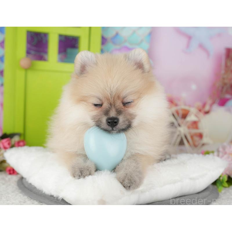 販売中の千葉県のポメラニアン-428974の4枚目