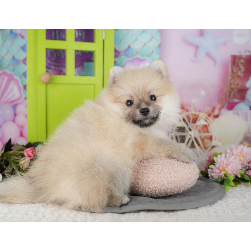 販売中の千葉県のポメラニアン-428974の3枚目