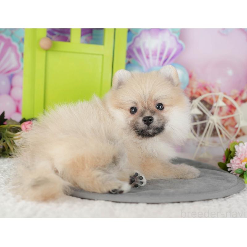 販売中の千葉県のポメラニアン-428974の2枚目